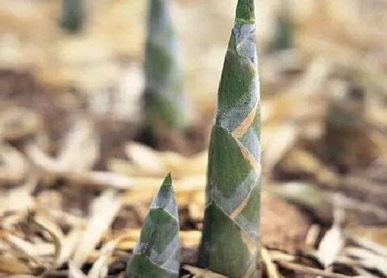 植物百科|竹笋生长在什么地方 生长在哪里