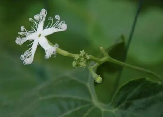 植物百科|无花果树开花吗 开花的样子（图片）