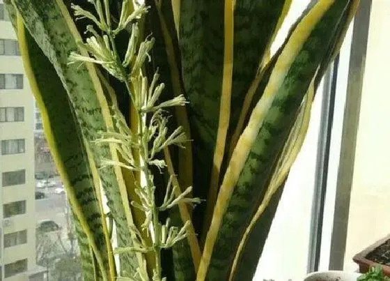 植物百科|小虎尾兰开花吗 开花什么样子