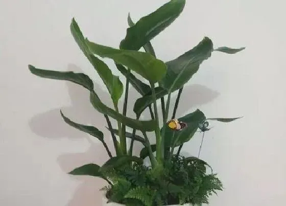 植物种类|鹤望兰品种名称及图片