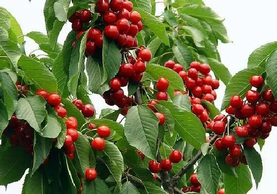 植物修剪|樱桃树什么时候剪枝合适 几月修剪为最佳时间