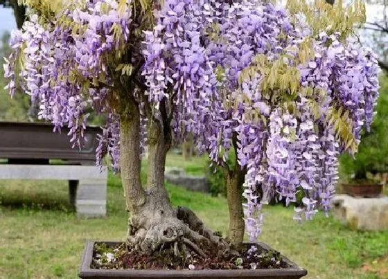 种植管理|紫藤北方可以种吗