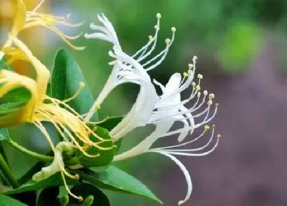 开花时间|忍冬什么时候开花 在几月份开花