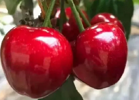 果实科普|最大最甜的大樱桃品种（目前甜度高坐果多的大樱桃品种）
