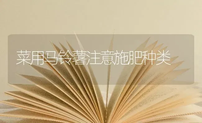 大面积茄子卷叶可能是茶黄螨危害 | 蔬菜种植