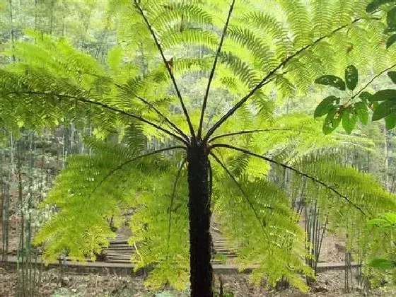 植物百科|桫椤是什么植物类别 属于什么科植物