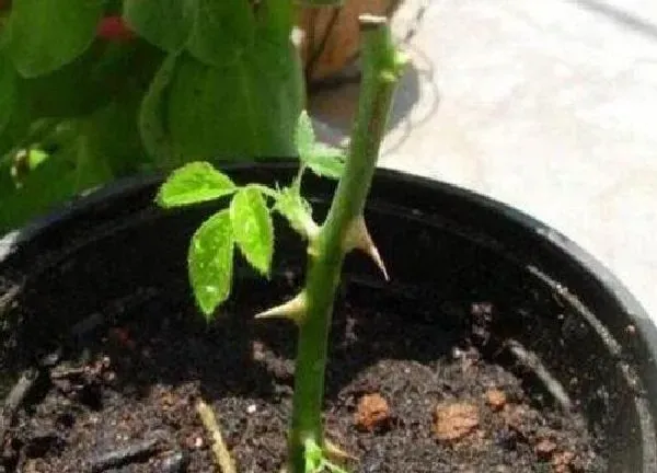 植物发芽|木槿什么时候发芽长叶