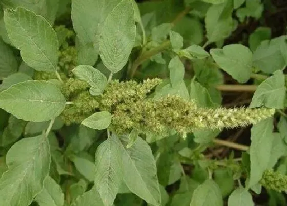 植物排行|苋属植物有哪些