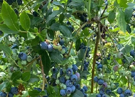 种植管理|蓝莓摘心打顶时间与方法