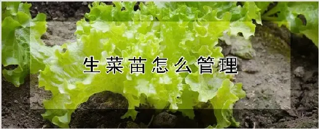 生菜出苗后怎么浇水 | 种植资料