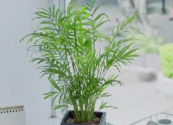 植物浇水|凤尾竹几天浇一次水比较好