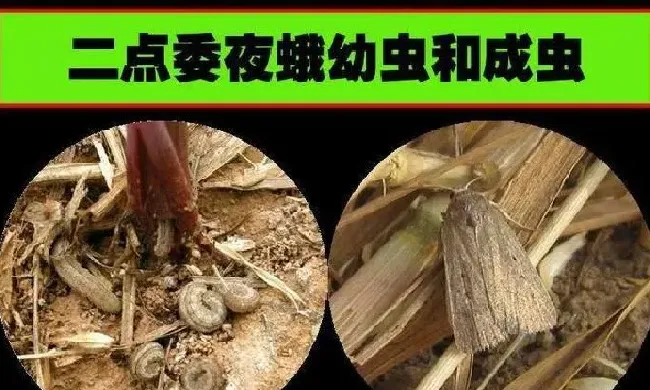 植物虫害|玉米二点委夜蛾如何防治（防治二点委夜蛾的特效药品）