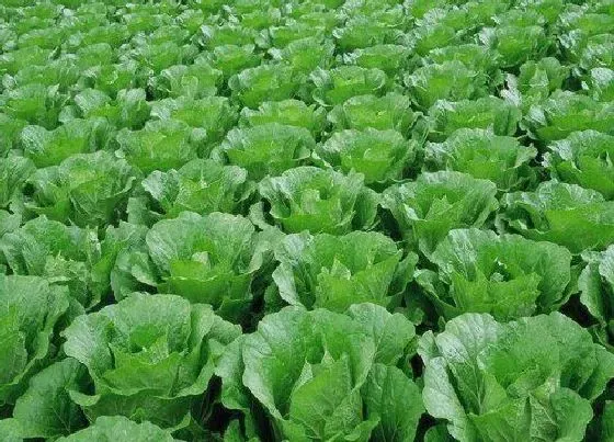 植物播种|白菜种子怎么种植