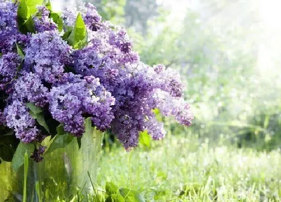 花期|紫丁香花期多长时间