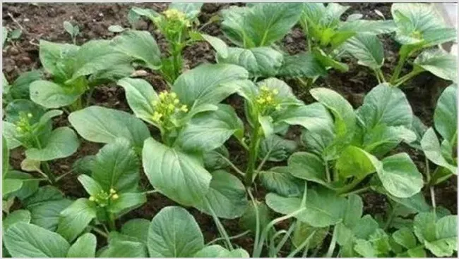 菜心病虫害防治措施 | 农业科普