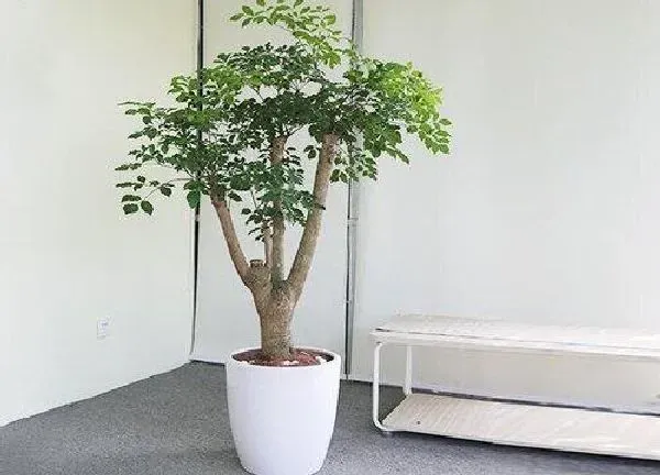 植物扦插|平安树扦插时间和方法