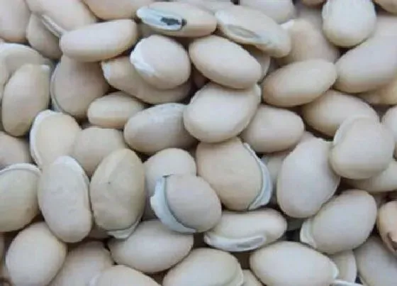 种子|扁豆的种子长什么样（图片）