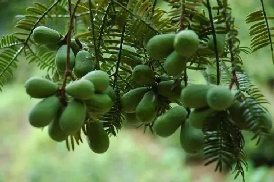 种植管理|香榧树几年结果实 种植多久才能开花挂果