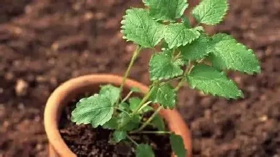 植物百科|氮磷钾对植物的作用