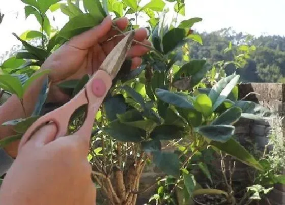 植物修剪|盆栽桂花什么时候剪枝合适