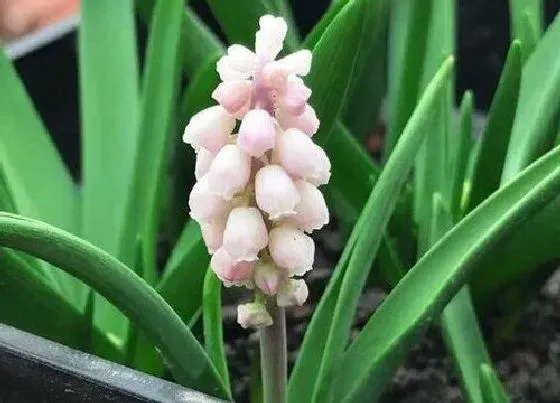 植物排行|水中养的植物有哪些