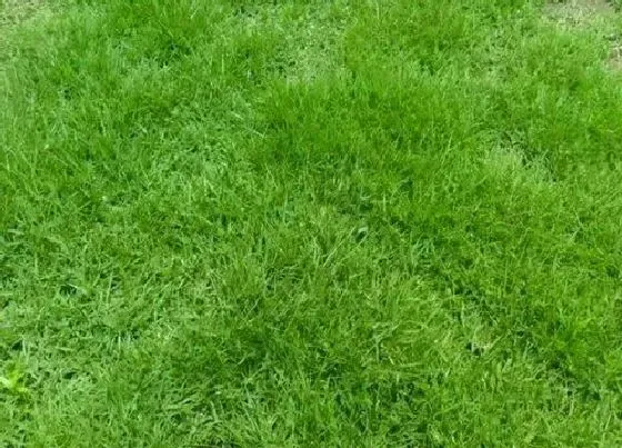 植物百科|剪股颖草坪优缺点（剪股颖品种生长特性及种植养护技术）