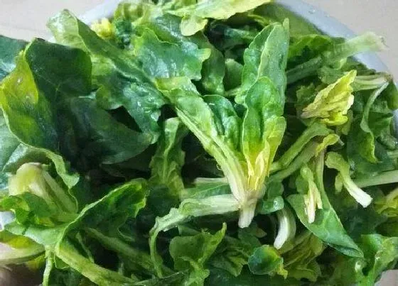 果实保存|菠菜怎么保存时间长