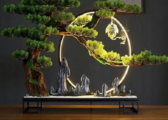 种植位置|家里可以种迎客松吗