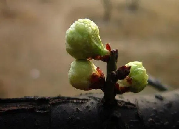 植物发芽|梅花什么时候发芽长叶
