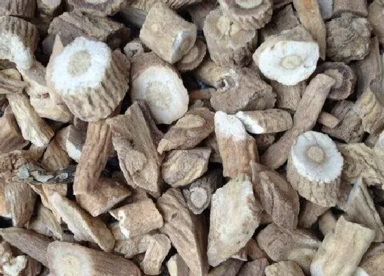 根部|板蓝根是什么植物的根