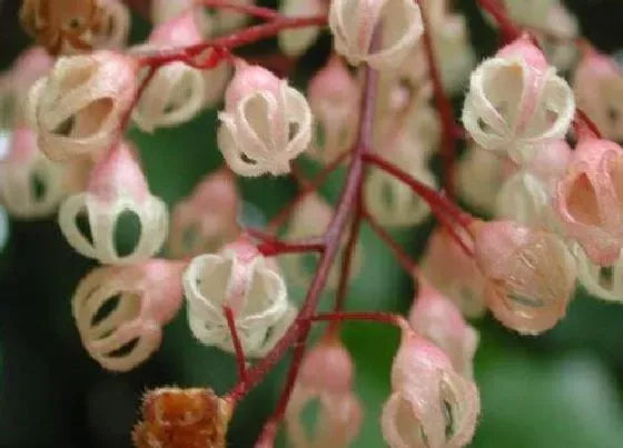 植物百科|凤眼是什么植物类别