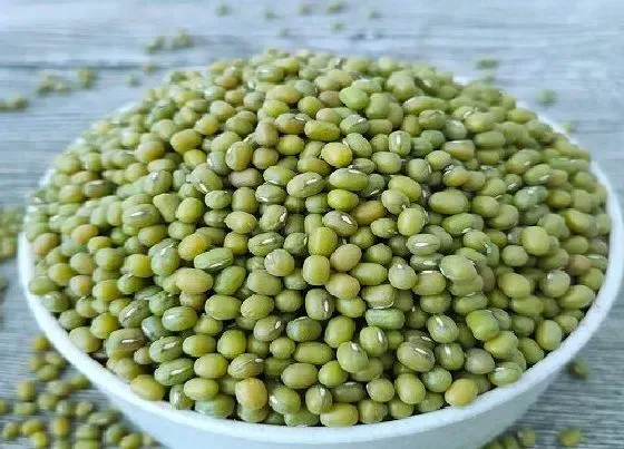 食用技巧|绿豆怎么去壳