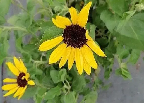 种植位置|家里可以种向日葵吗