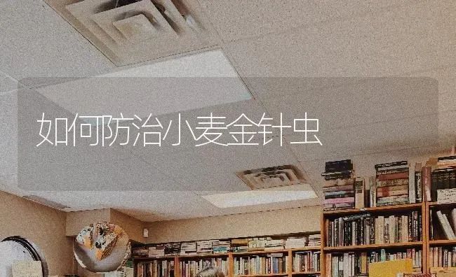如何防治小麦金针虫 | 粮油作物种植