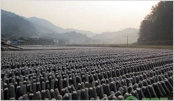 黑木耳的种植方法有几种？黑木耳的种植技术介绍 | 自然知识