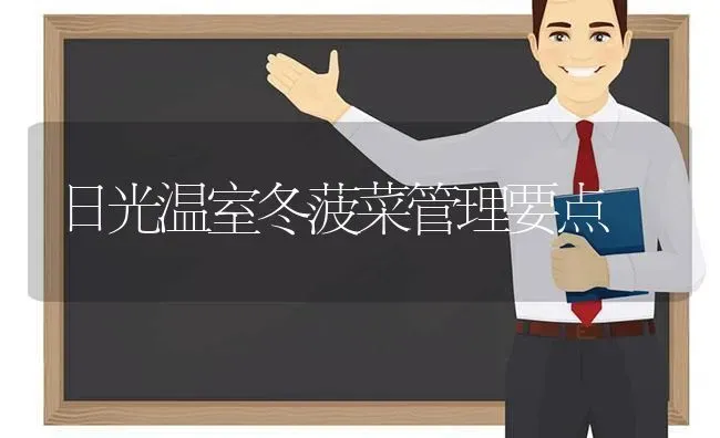 日光温室冬菠菜管理要点 | 蔬菜种植