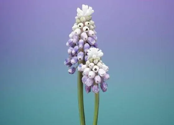 开花时间|葡萄风信子什么时候开花 一年开几次花