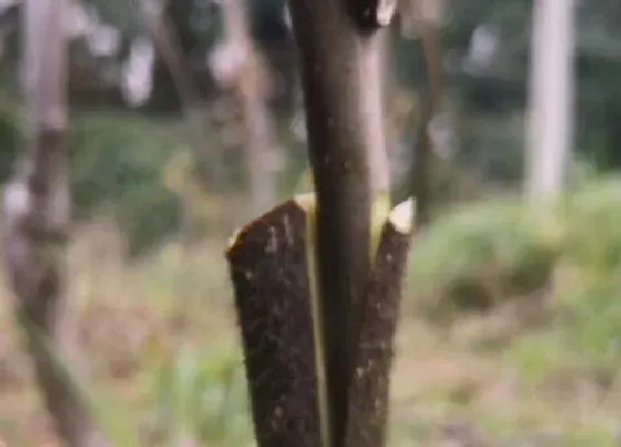 植物嫁接|弥猴桃嫁接时间和方法