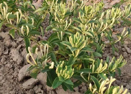 开花时间|北花一号金银花一年开几次花 一年四季开花吗