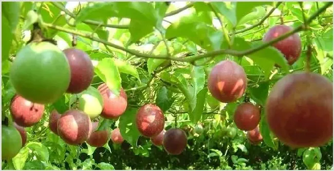 百香果植株衰弱的原因及补救方法 | 种植技术