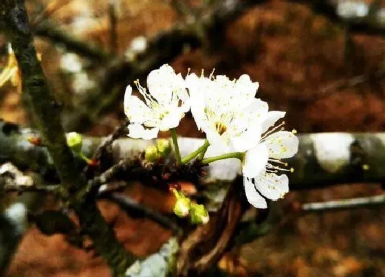 颜色花|李子树花是什么颜色的