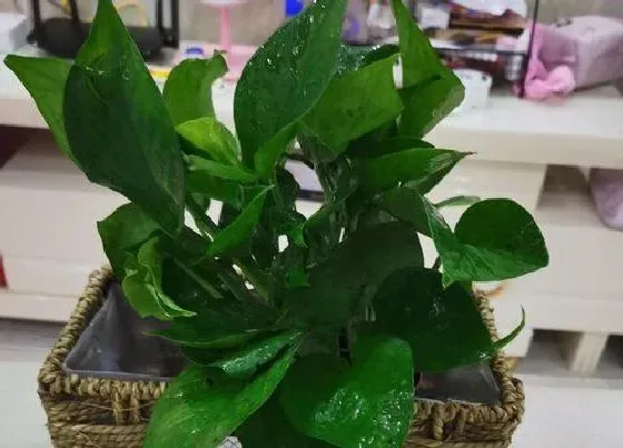 植物排行|全耐阴植物有哪些