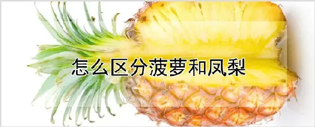 怎么区分菠萝和凤梨 | 耕种资料