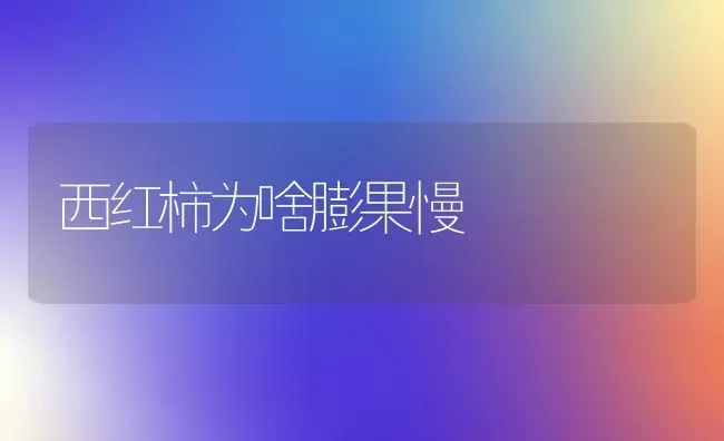 西红柿为啥膨果慢 | 瓜果种植