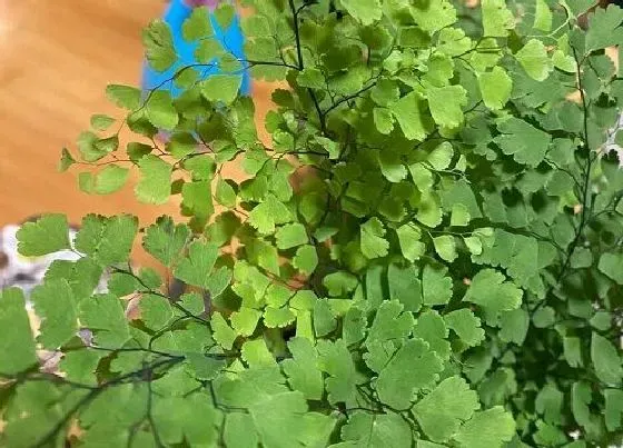 植物排行|可以净化空气的植物有哪些