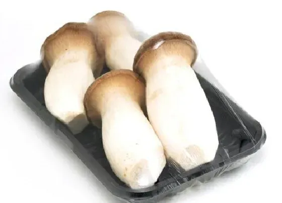 生长环境|杏鲍菇生长环境条件及特点