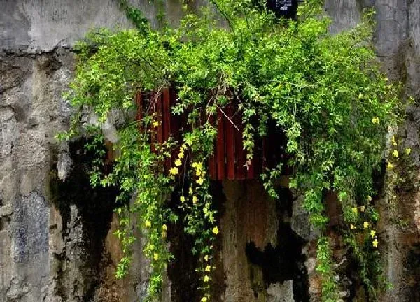 植物浇水|迎春花多久浇一次水