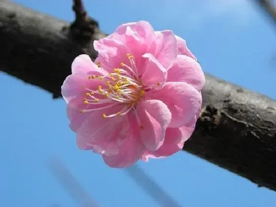 吸甲醛|梅花可以净化空气吗 有吸甲醛的作用吗