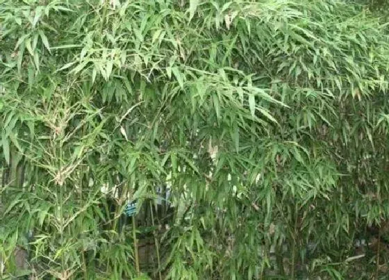 冬天植物|四季竹耐寒吗