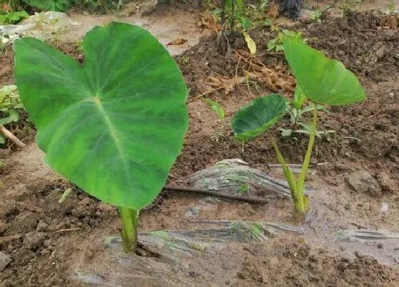 生长环境|芋头生长在哪里 产地主要分布哪些地方